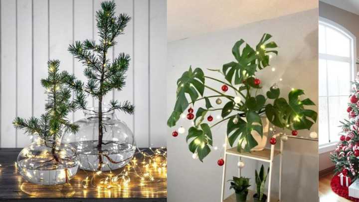 Tendencia de Navidad: estas son las plantas perfectas para decorar interiores este diciembre