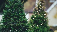 LIST: Iowa tree farms where you can get a real Christmas tree in 2025