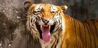 Tiger Pounces At Safari Vehicle At Pilibhit; Narrow Escape For Tourists