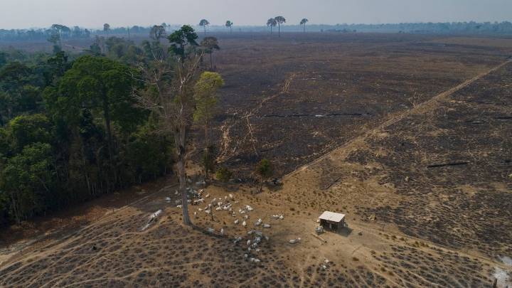 In this Brazilian state, a new push to track cattle is key to slowing deforestation