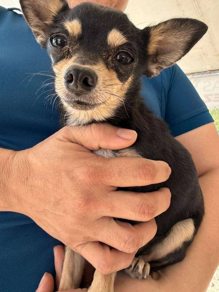 Realizan más de 500 esterilizaciones gratuitas en jornadas comunitarias