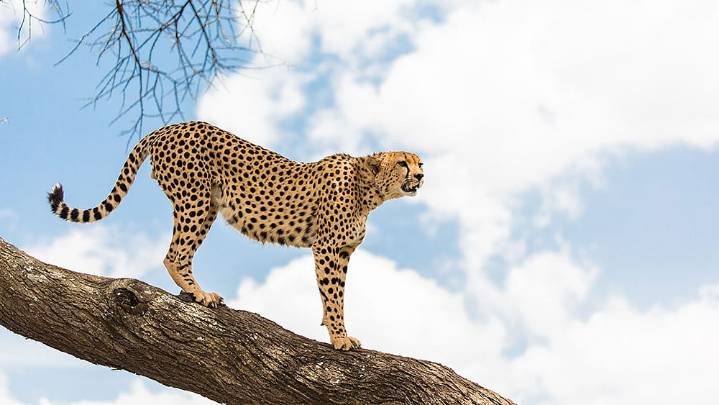 MP News: South African Experts Take Stock Of Project Cheetah In Gandhi Sagar Sanctuary