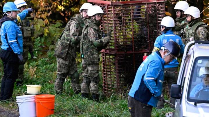 Japón envío tropas para frenar la ola de ataques de osos en zonas rurales