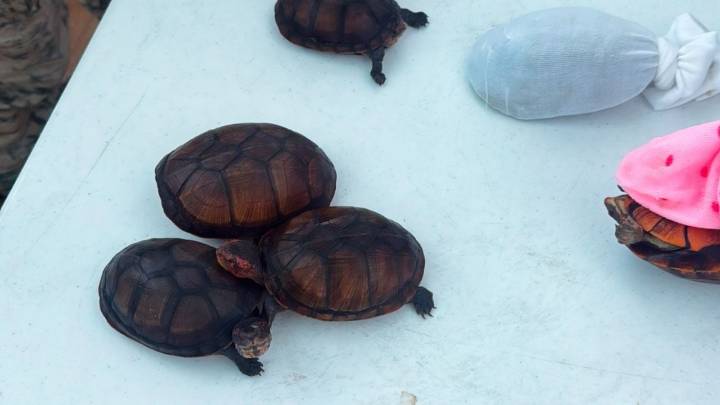 Rescatan en Aeropuerto de Tijuana a 774 tortugas que iban a ser traficadas