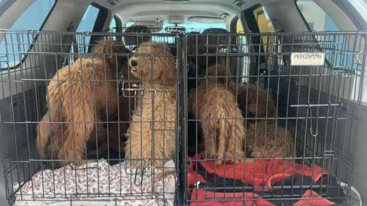 Florida Goldendoodle Puppies Rescued From Woods Receive Life