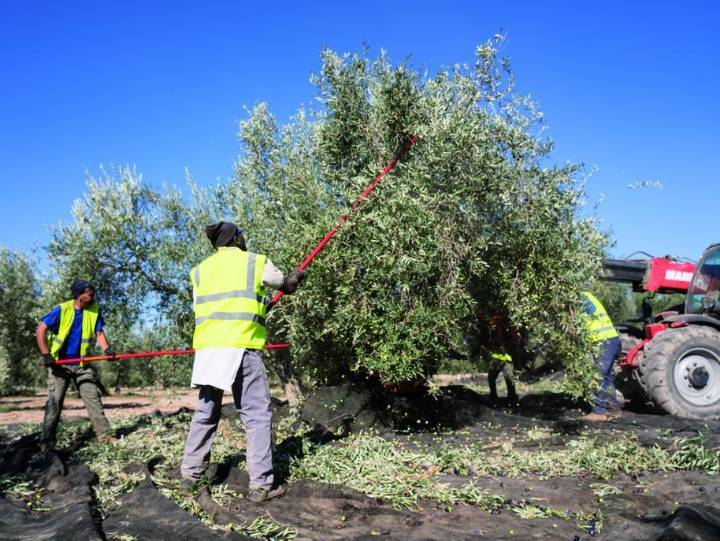 Martos prepara la apertura del albergue de temporeros y pide más apoyo a la Junta