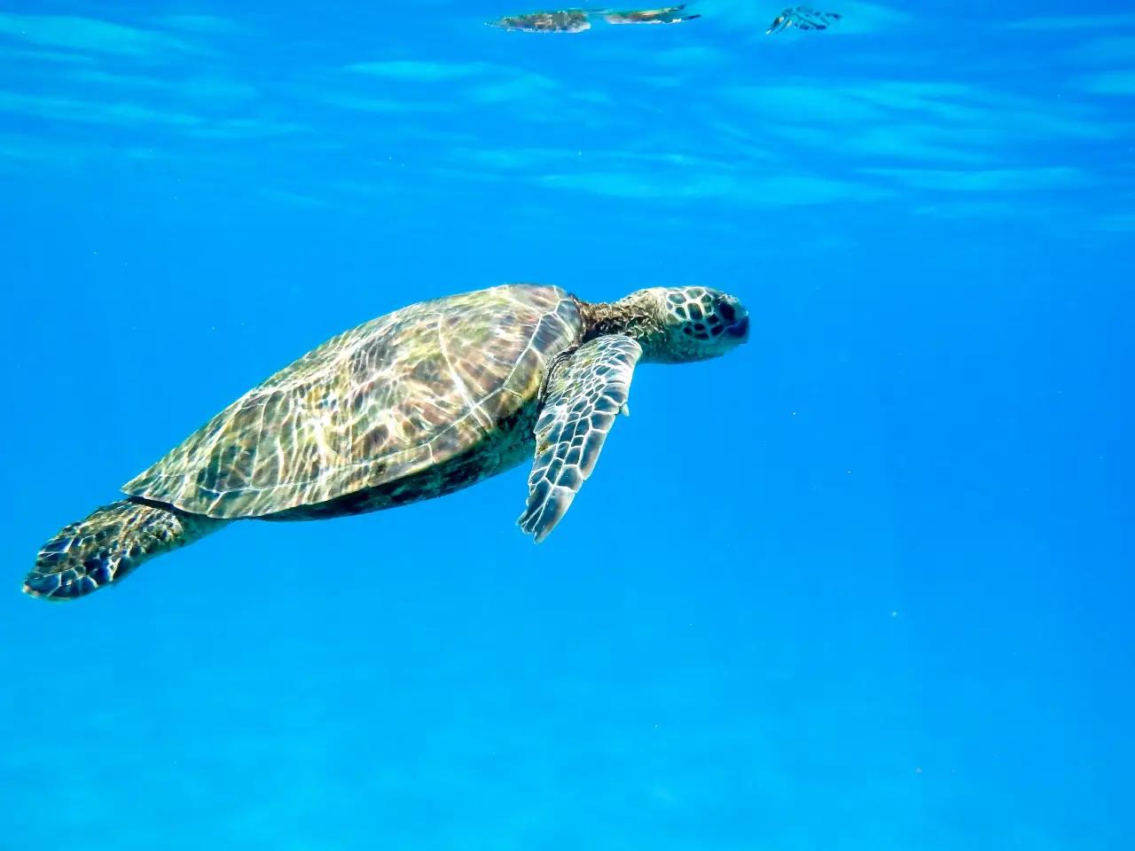 Destacan temporada exitosa de conservación de tortugas marinas en México
