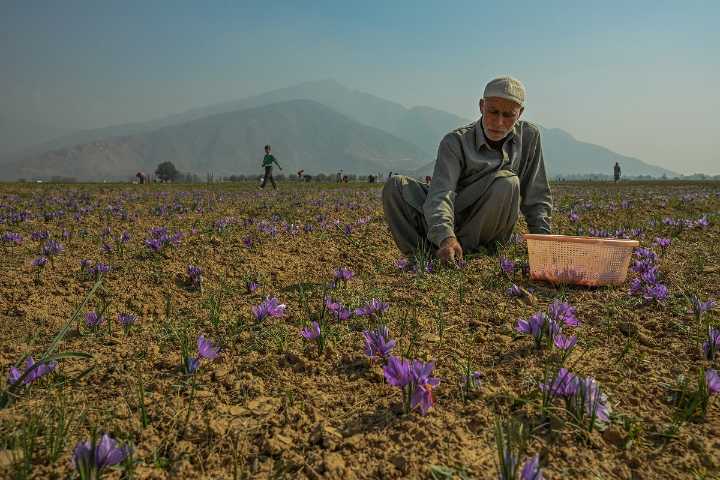 Saffron on the Edge: Pampore Growers Report 90% Decline