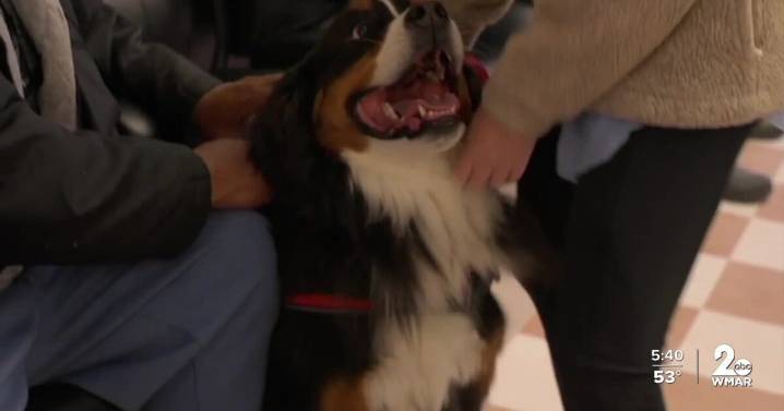 Local nonprofit uses animals to help veterans heal through mobile therapy program