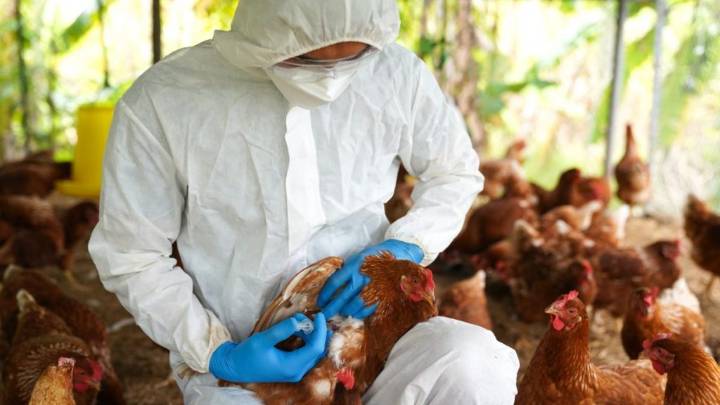 Registra Estados Unidos el primer deceso mundial por virus aviar H5N5