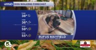 The vote is in: The pups say the weather is perfect for going on long walks!