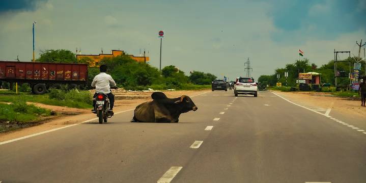 Move free-ranging dogs from hospitals, schools, and cattle from highways: Supreme Court