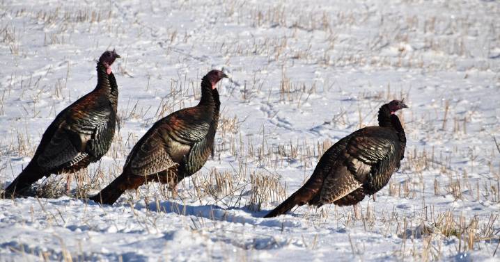 Chilly Thanksgiving in Twin Cities before weekend snowstorm hits southern Minnesota