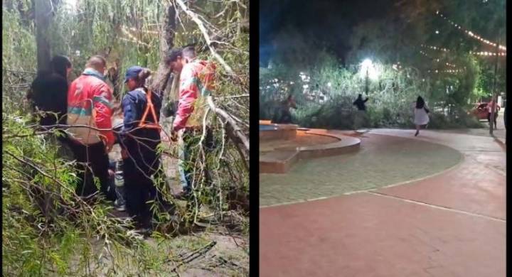Se cayó un árbol en la Plaza Pringles y aplastó a una policía
