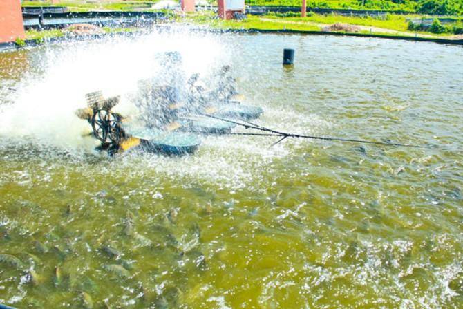 Créditos federales impulsan producción acuícola local