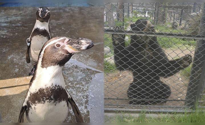 Congreso busca cerrar zoológicos sin garantizar destino adecuado para animales