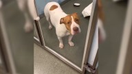 Loyal Pup’s Joy Dims In Florida Shelter After Realizing Her Human Isn’t Coming Back