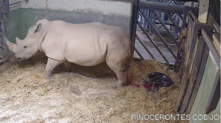 Nace un rinoceronte blanco en BIOPARC Valencia, un hito en su conservación