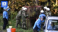 Japan deploys troops to the northern town of Kazuno to trap bears after record wave of attacks and deaths