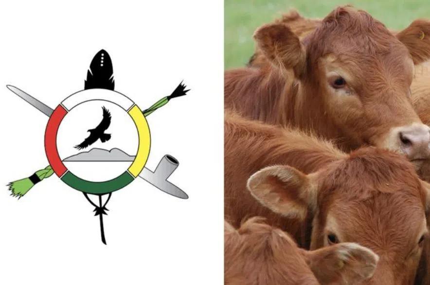 ‘We need a break’: Red Pheasant Cree Nation takes a two-year timeout from cattle grazing