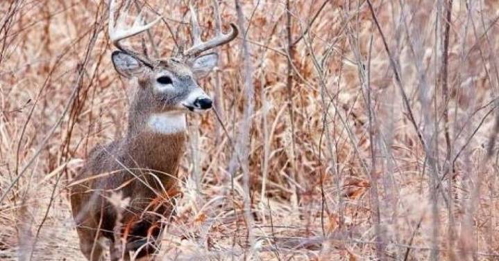 November Firearms Deer Season Begins November 15th