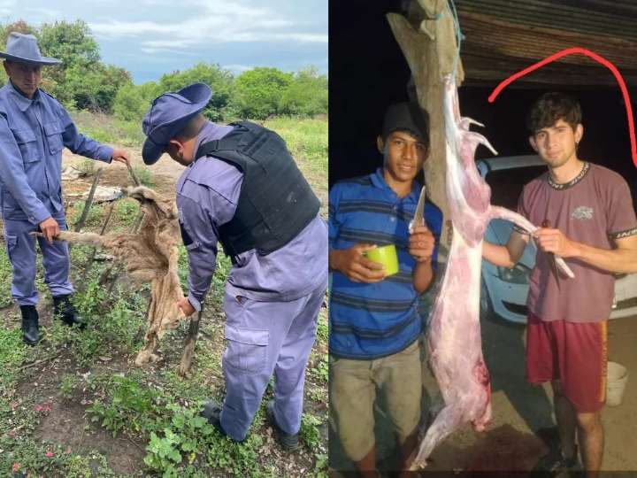 Cazaron un puma, se sacaron fotos y las subieron a las redes: terminaron presos