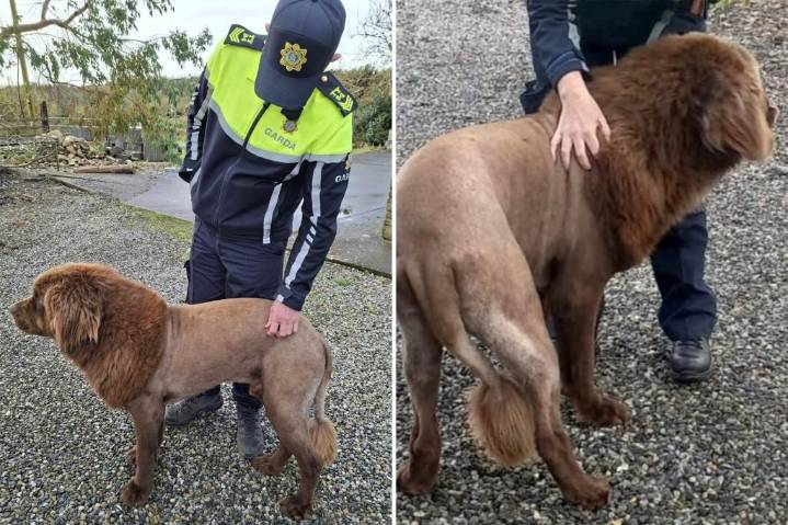 Lone 'lion' seen roaming in Ireland, sparking police probe, was actually  dog sporting 'fresh haircut': police