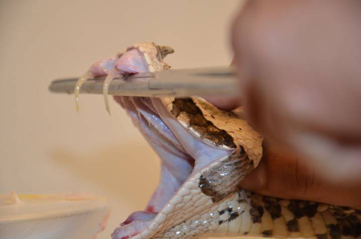 Antivenenos mexicanos, ahora van contra las víboras africanas más peligrosas