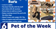 Pet of the Week: Ruru