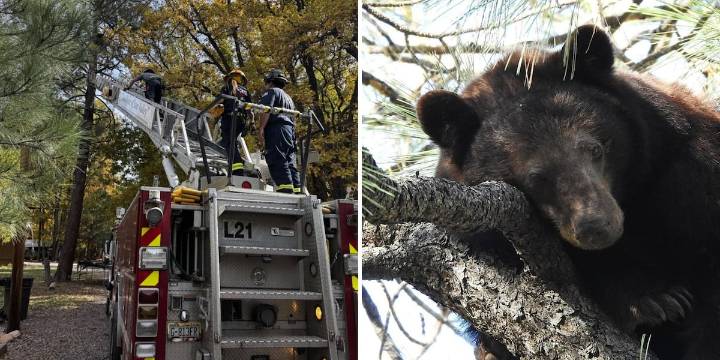 Fire crews help rescue bear from tree in Payson area