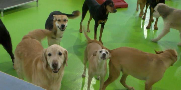Knoxville charities to help give out pet food during SNAP shortage