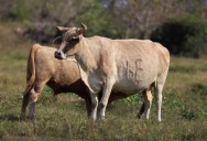 Trump DOJ to probe soaring beef prices — as his own ​policies worsen crisis