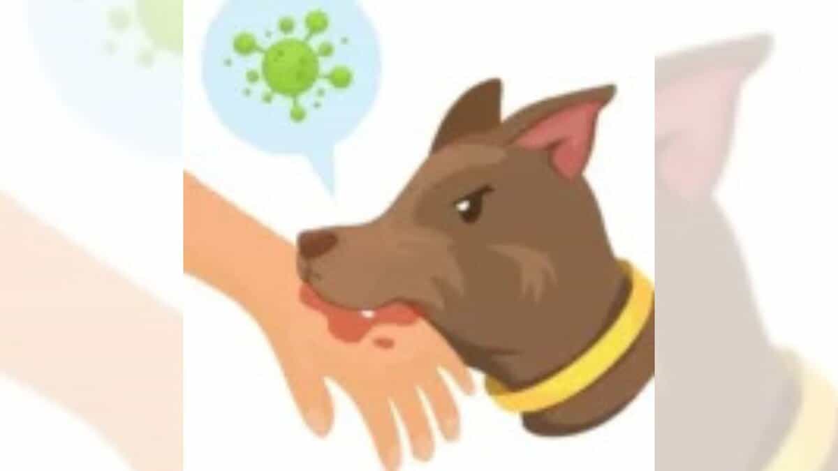 MP: Stray dogs bite 40 persons in two days in Damoh district