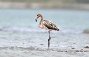 Frankie the Flamingo living new life in France after escaping