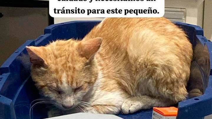 Este hermoso gato necesita un hogar y una familia responsable
