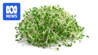 Health authorities issue a nationwide recall of various alfalfa sprouts due to salmonella outbreak