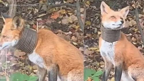Fox with plastic piping stuck on neck caught, treated and released in Broomall, Delaware County