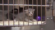 Humane Society of Tampa Bay halts stray cat, kitten intakes due to 'highly contagious disease'