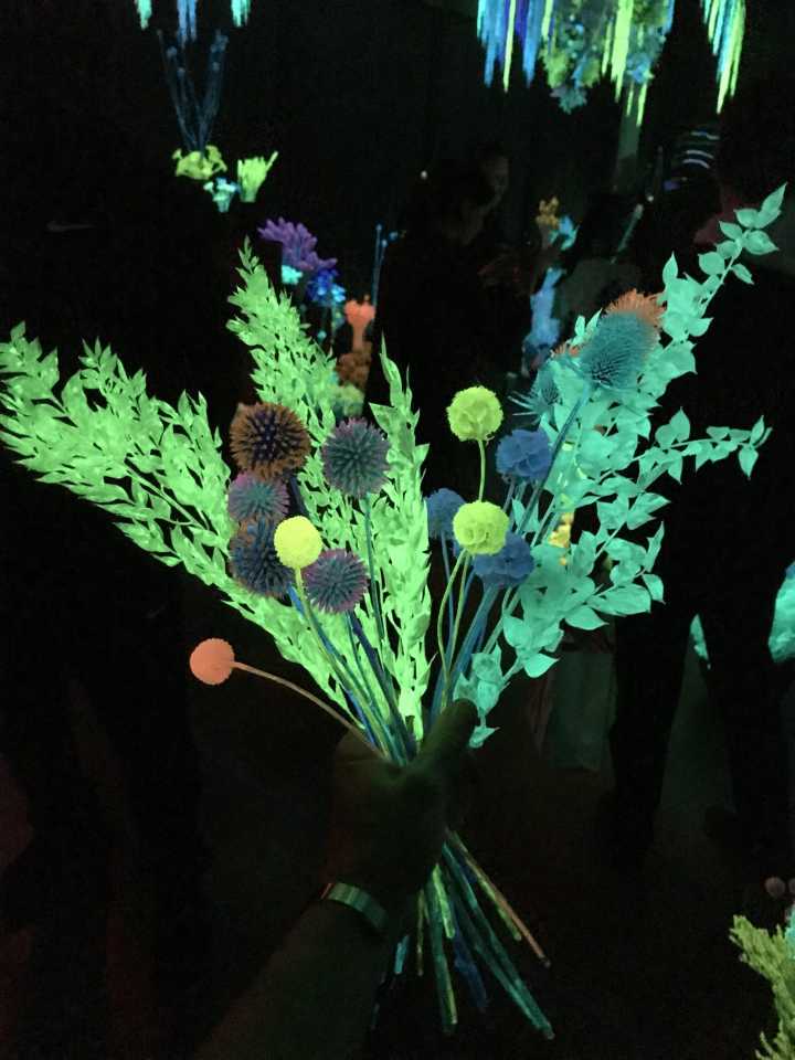 Tulsa's glowing plant gallery draws fans from across the country