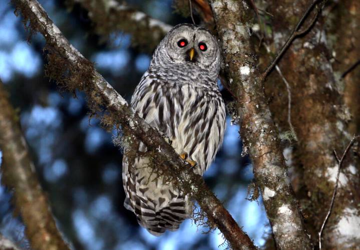 Plan to kill half a million barred owls moves forward