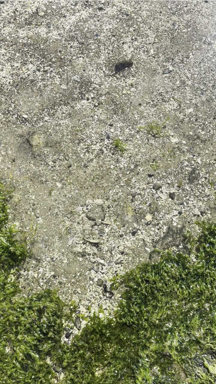 Video shows tiny sand dollars at Yachats beach