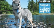 Free Canines for Clean Water calendars now in Springfield