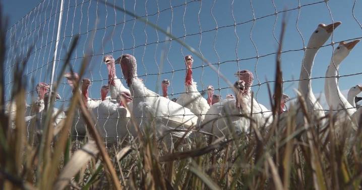 Tonsler League hosting 13th annual turkey drive this Sunday