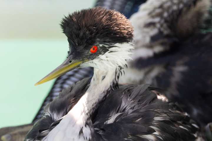 Oiled birds receiving treatment at LA Bird Rescue center in San Pedro