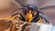Los científicos no dan crédito: el avispón oriental acaba de llegar a esta región de España y da miedo