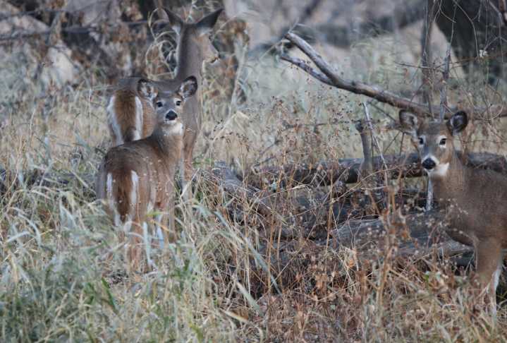 McFeely: No mystery why there's fewer deer and fewer hunting licenses in ND. The habitat is gone.