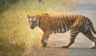 Telangana: AI-generated tiger images create fear in Toopran mandal