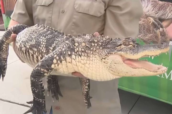 Grieving Mom Finds 6-Foot Alligator in Late Son's Bedroom