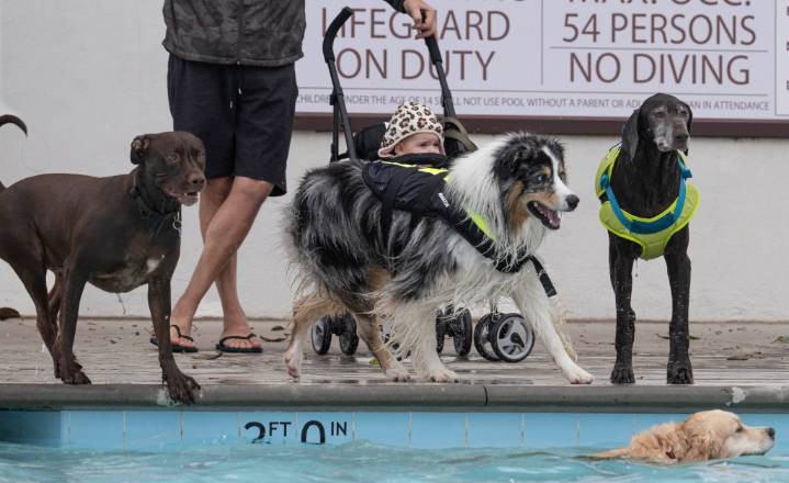Fun is unleashed at San Clemente’s annual doggie pool party