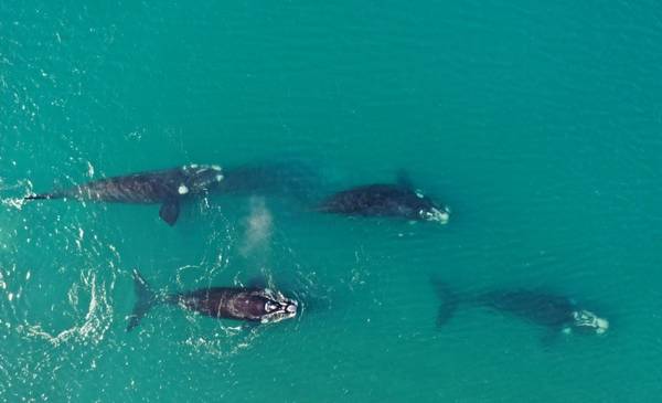 El misterio que revela la ballena que elige nuestro país para nacer